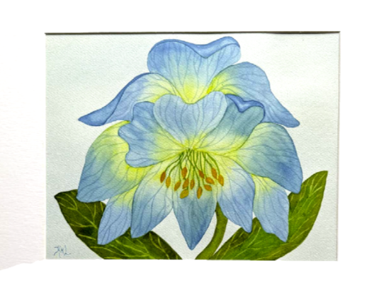 Painting Watercolor Flower Hellebore Blue Yellow