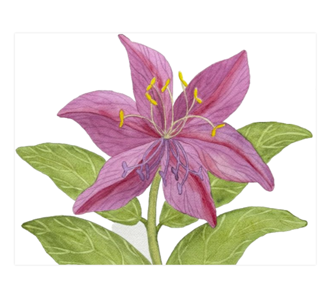 Painting Watercolor Flower Lily Maroon Purple Pink