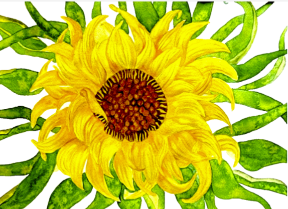 Painting Watercolor Flower Sunflower Yellow Green