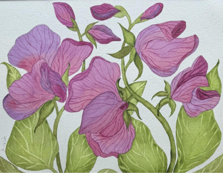 PAINTING WATERCOLOR FLOWER SWEET PEA VIOLET PURPLE