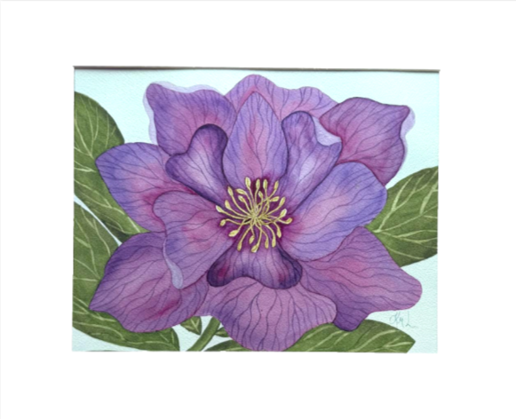 Painting Watercolor Flower Hellebore Purple Pink