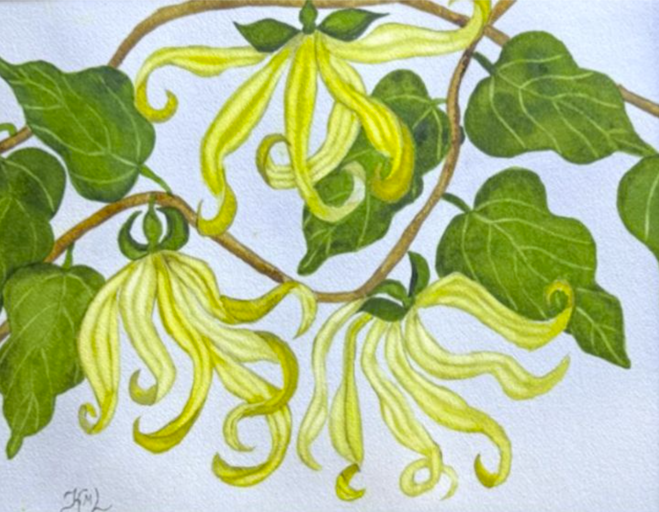 Painting Watercolor Flower Ylang Ylang Yellow Art