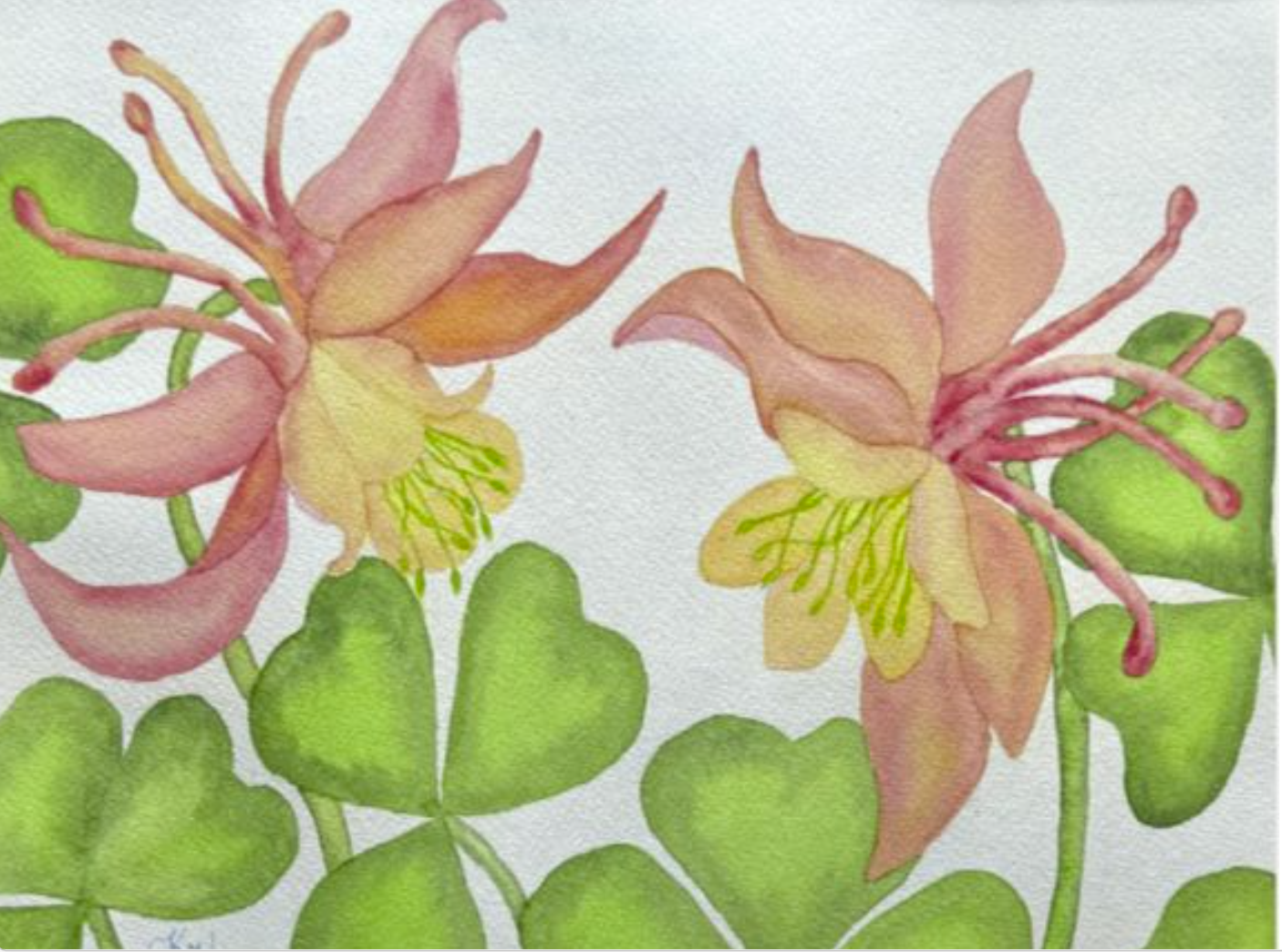 Painting Watercolor Flowers Columbine Pink Yellow