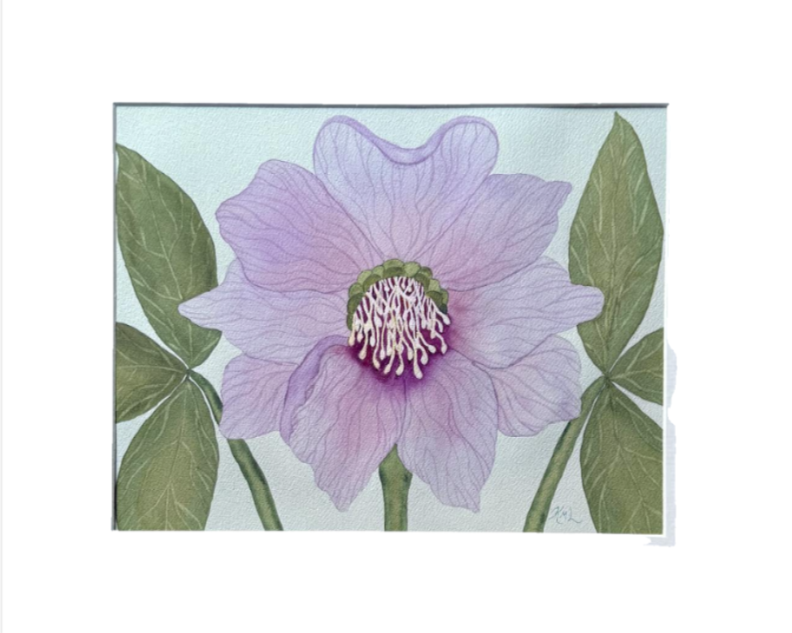 Painting Watercolor Flower Hellebore Lavender Pink