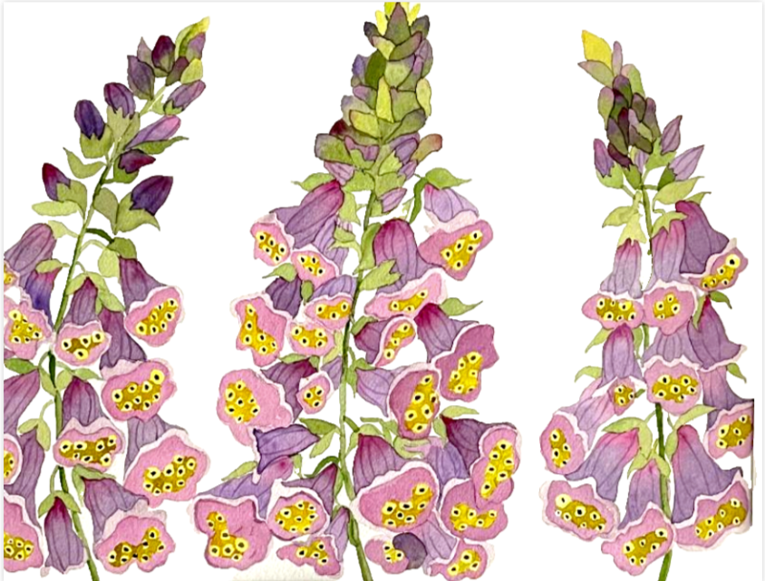 Painting Watercolor Flower Foxglove Purple Pink