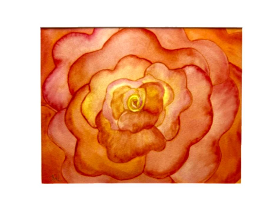 Painting Watercolor Flower Rose Coral Orange Pink