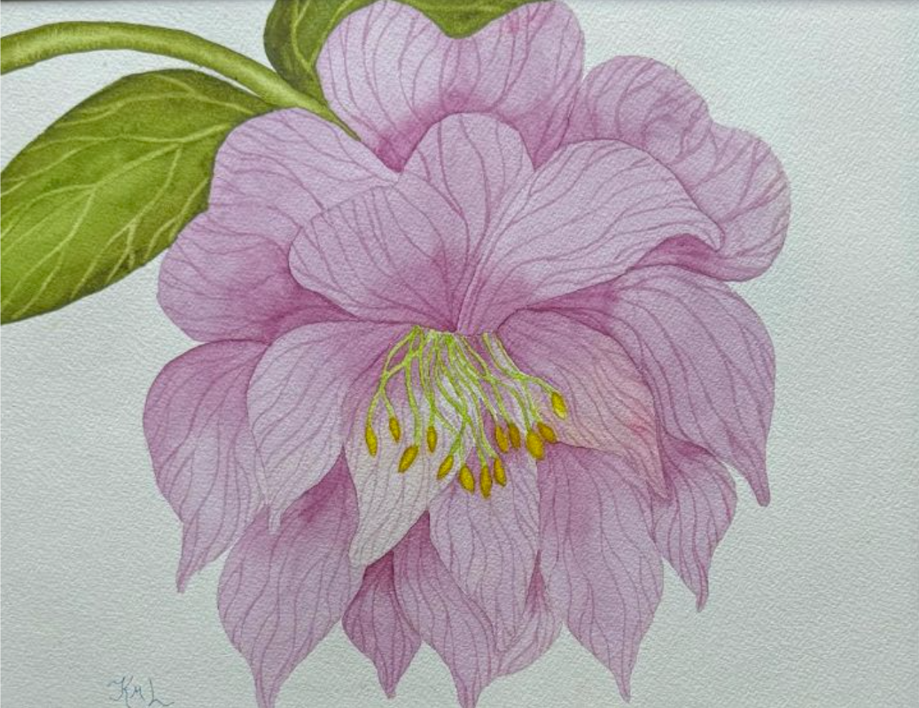 Painting Watercolor Flower Hellebore Pink Lavender