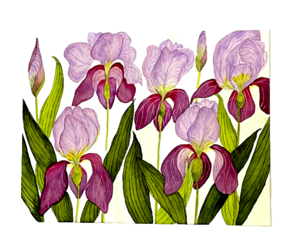 Painting Watercolor Flower Iris Purple Lavender