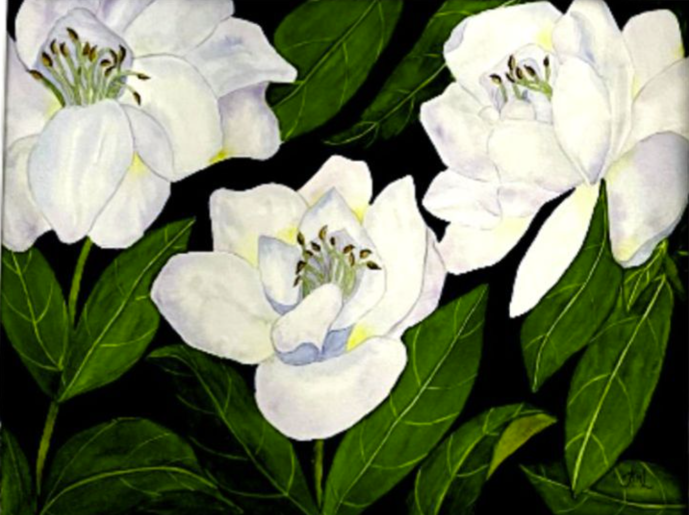 Painting Watercolor Flower Gardenia White Blue Art