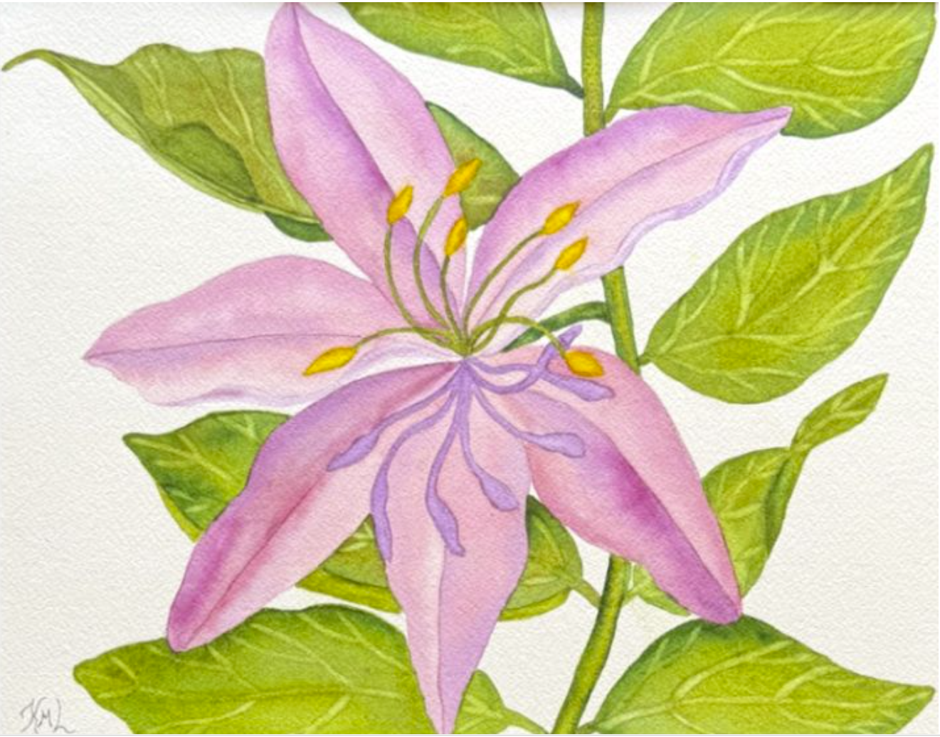 Painting Watercolor Flower Lily Pink Purple Floral