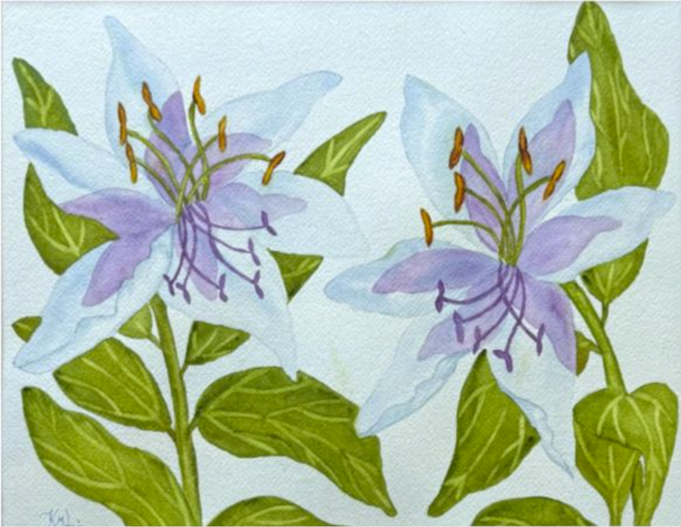 Painting Watercolor Flower Lily Blue Green