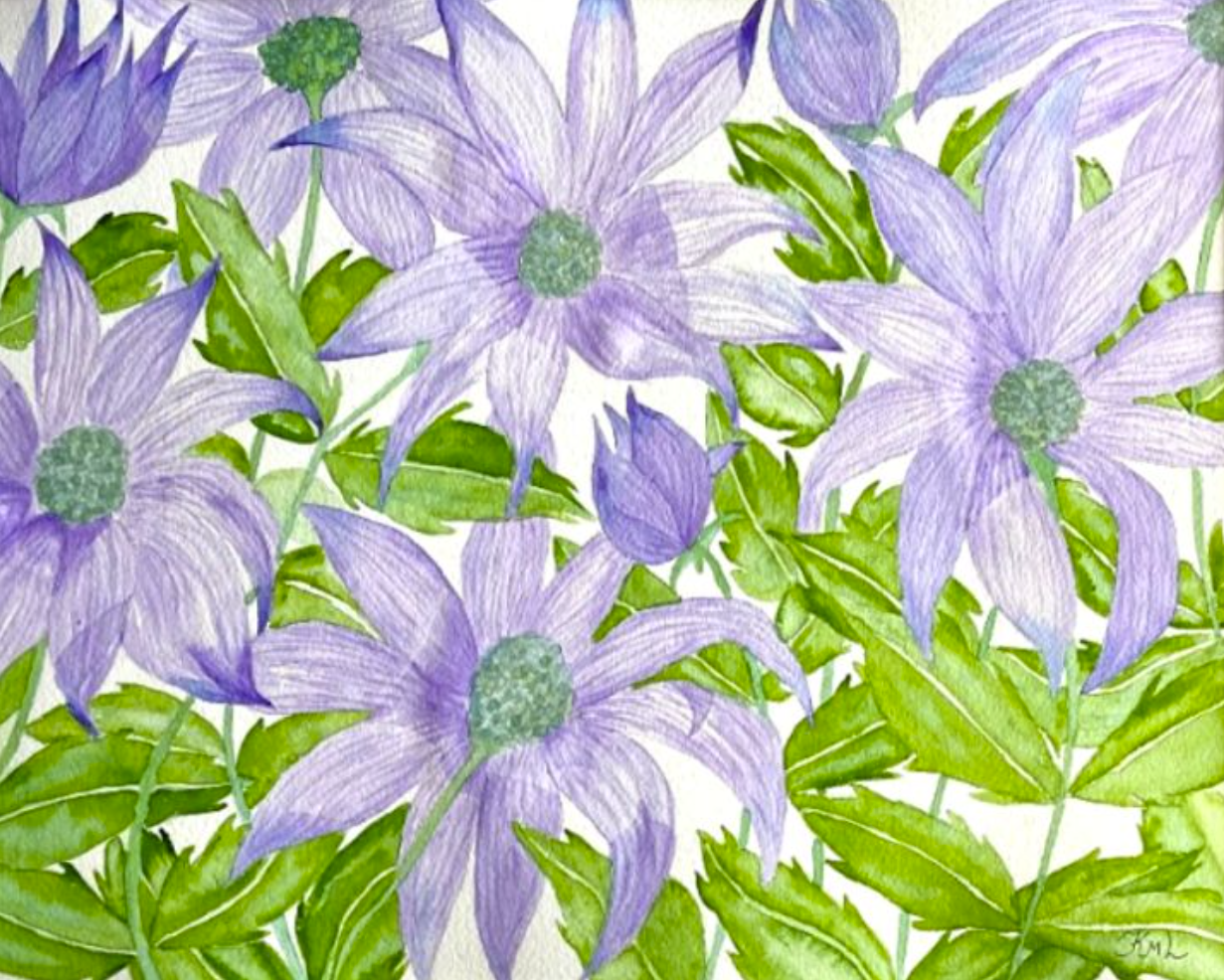 Painting Watercolor Flower Coneflower Purple Art