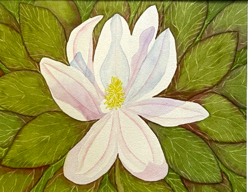 Painting Watercolor Flower Magnolia White Pink Art