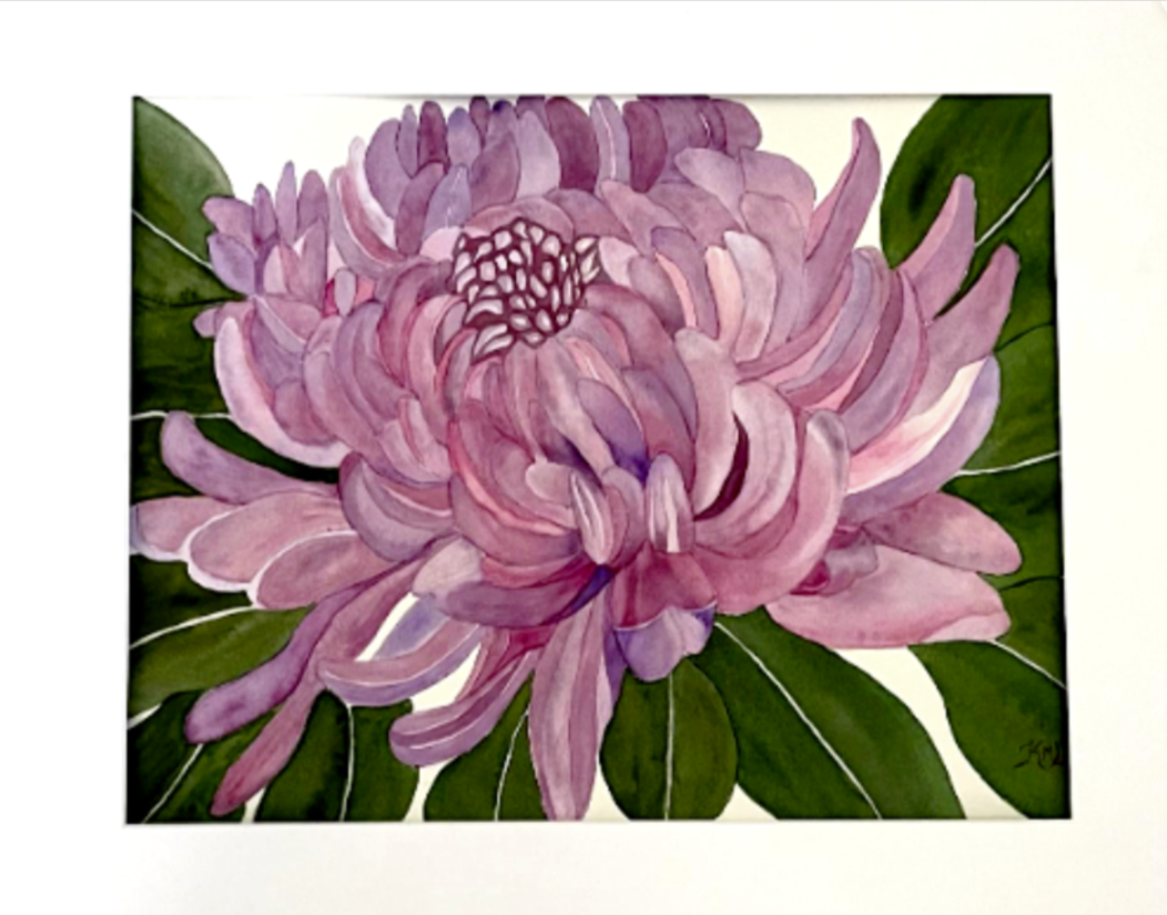 Painting Watercolor Flower Chrysanthemum Pink Mum