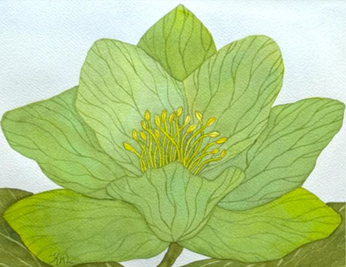 Painting Watercolor Flower Hellebore Green Floral