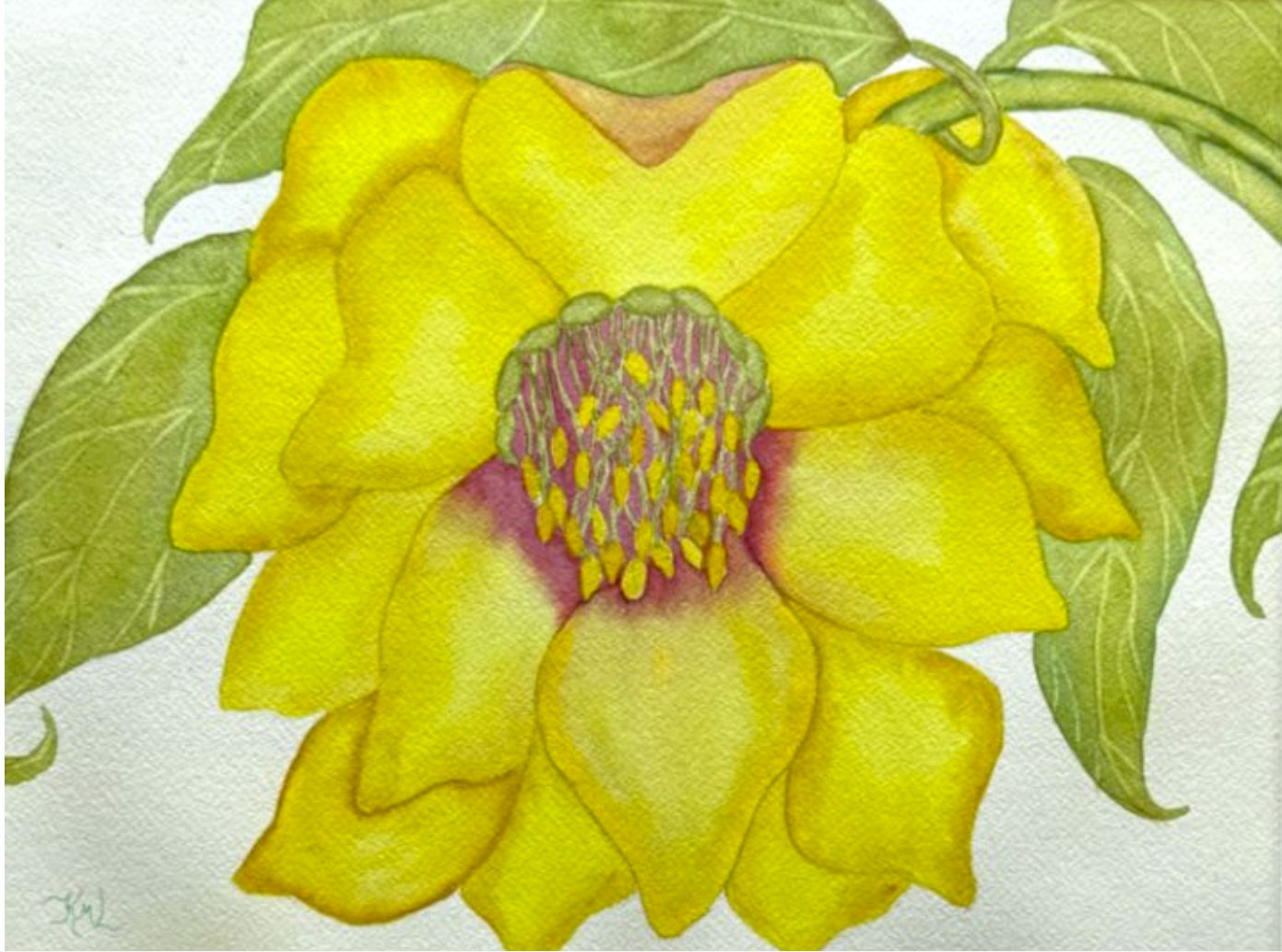 Hellebore Flower Yellow Maroon Watercolor Painting