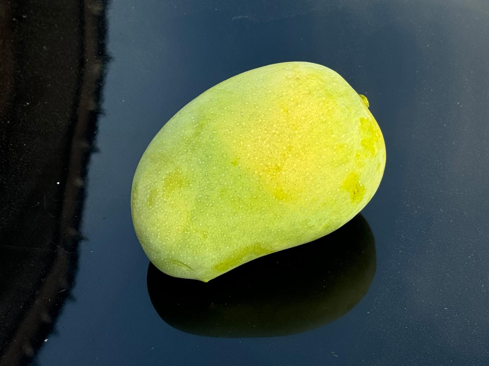 Kesar Mangoes Box of 11/12: Pick Up Apr 24