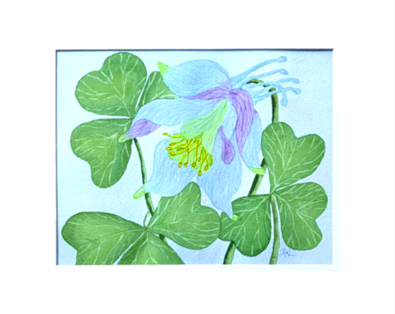 Painting Watercolor Flower Columbine Blue Purple