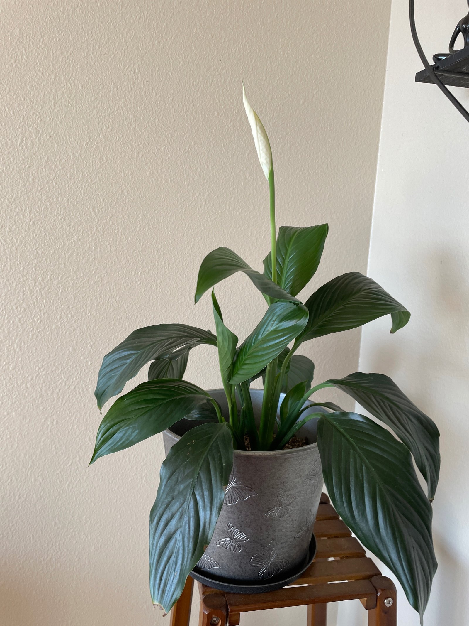 Peace Lilly image