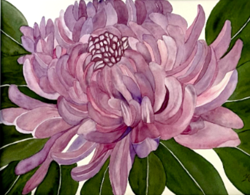 Painting Watercolor Flower Chrysanthemum Pink Mum