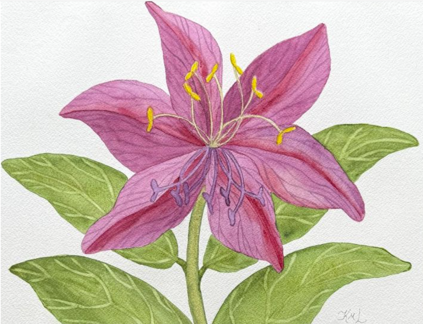 Painting Watercolor Flower Lily Maroon Purple Pink