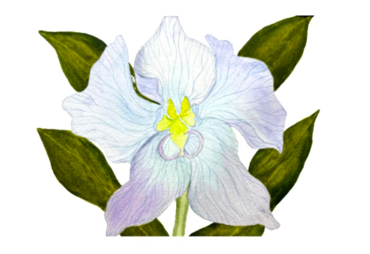 Painting Watercolor Flower Orchid Blue Purple Art