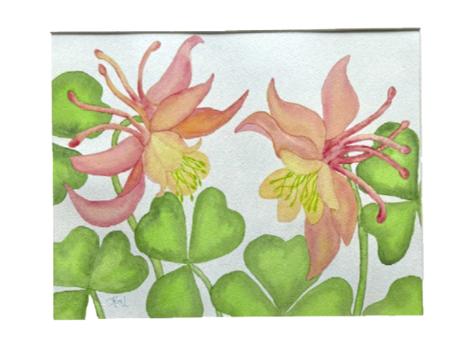 Painting Watercolor Flowers Columbine Pink Yellow