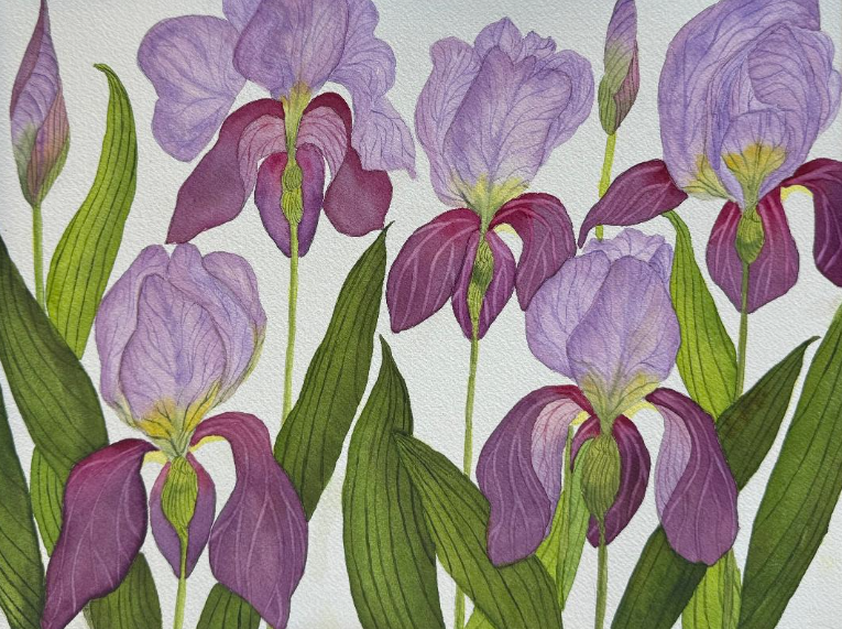 Painting Watercolor Flower Iris Purple Lavender