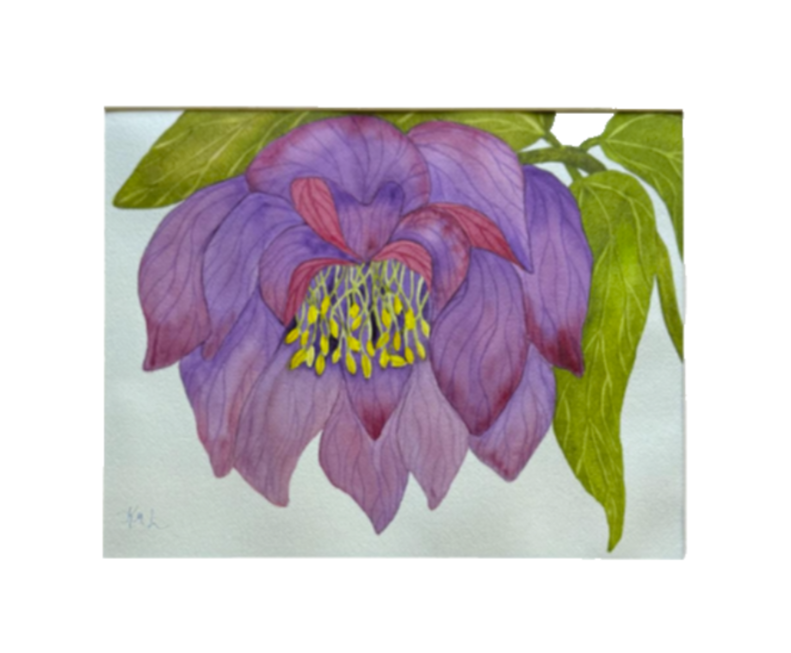 Painting Watercolor Flower Hellebore Purple Maroon