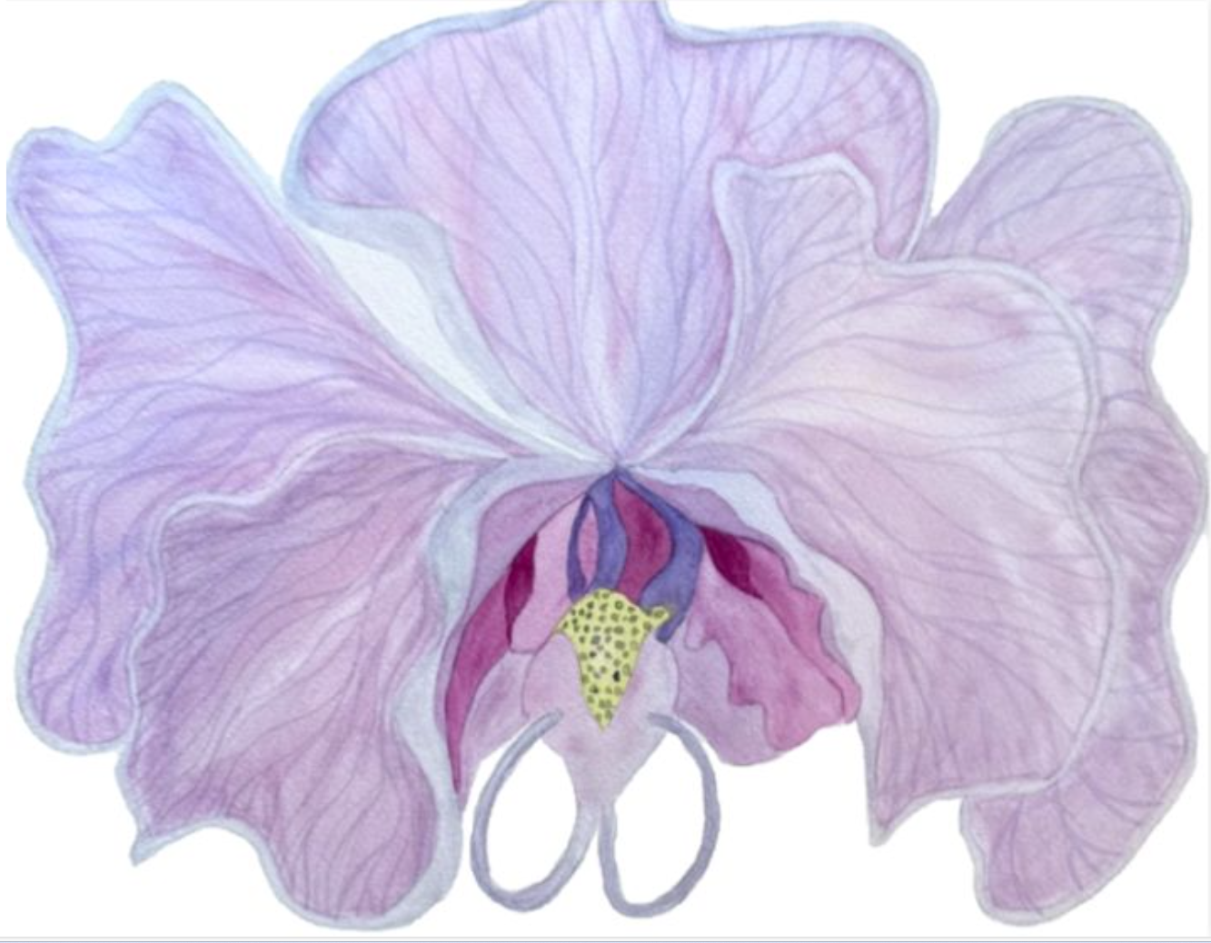 Painting Watercolor Flower Orchid Lavender Purple