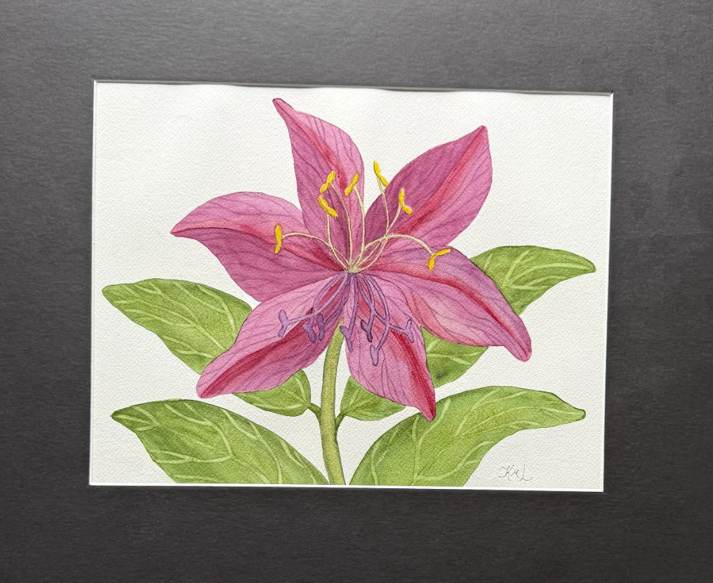 Painting Watercolor Flower Lily Maroon Purple Pink