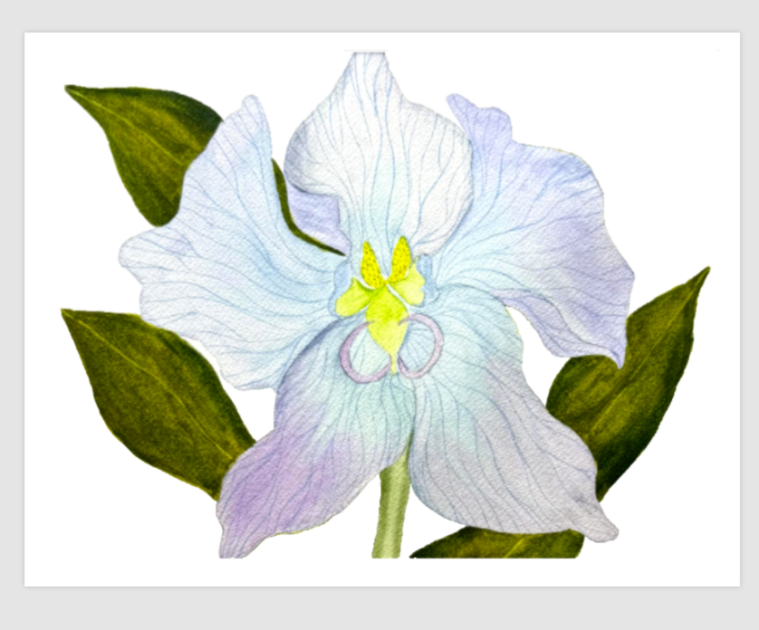 Painting Watercolor Flower Orchid Blue Purple Art