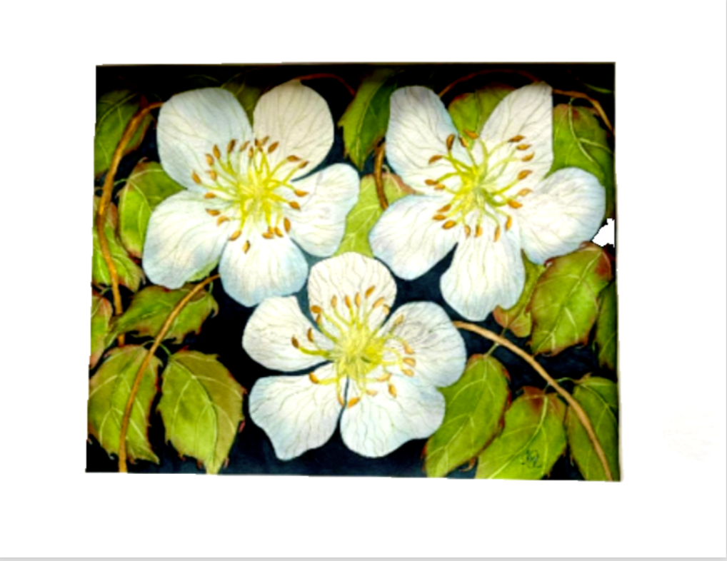 Painting Watercolor Flower Rose White Blue Art