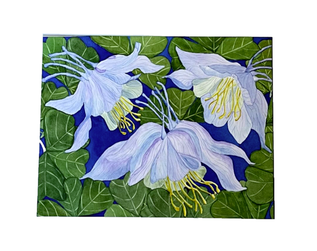 Painting Watercolor Flower Columbine Blue Lavender