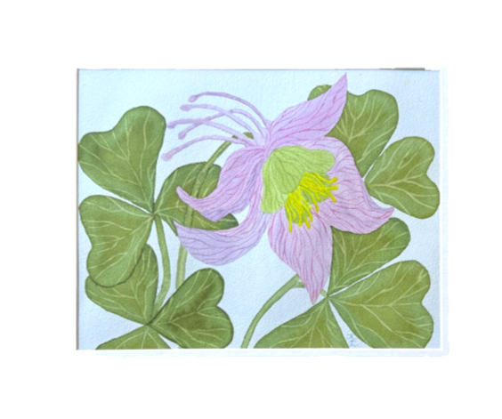 Painting Watercolor Flower Columbine Pink Purple