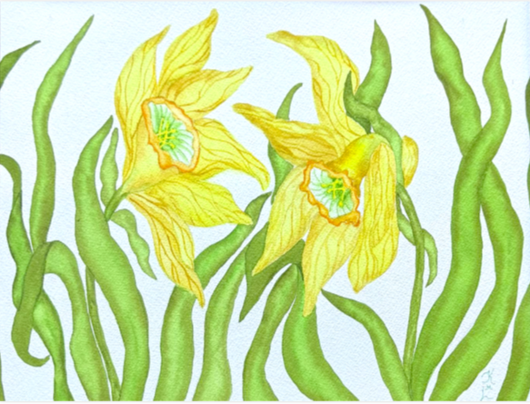 Painting Watercolor Flowers Daffodil Yellow Green