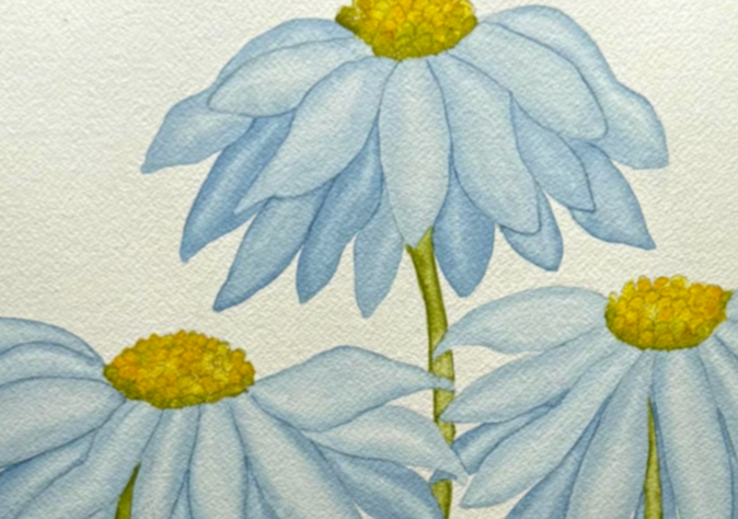 Painting Watercolor Flower Daisy Coneflower Blue
