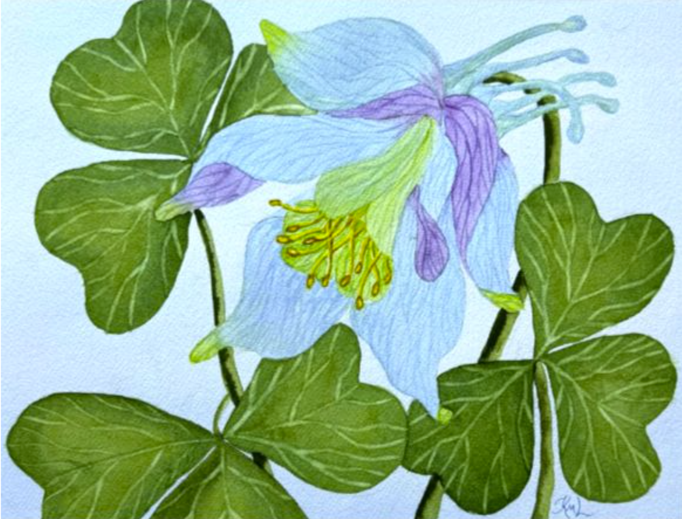 Painting Watercolor Flower Columbine Blue Purple