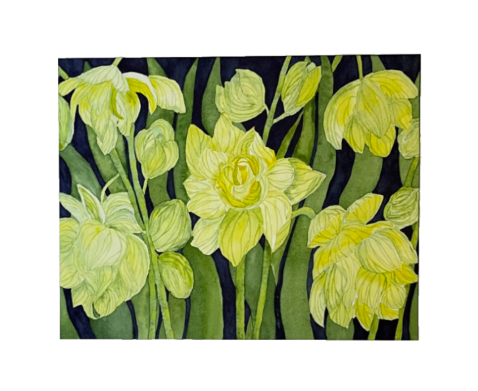 Painting Watercolor Flower Jonquil Yellow Green