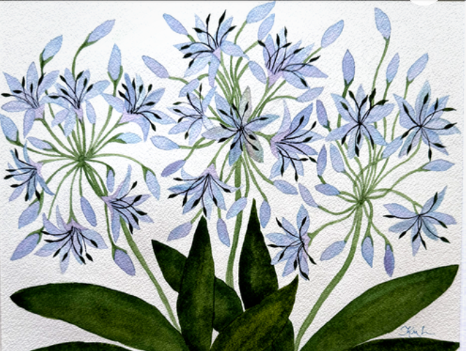 Painting Watercolor Flower Agapanthus Blue Purple