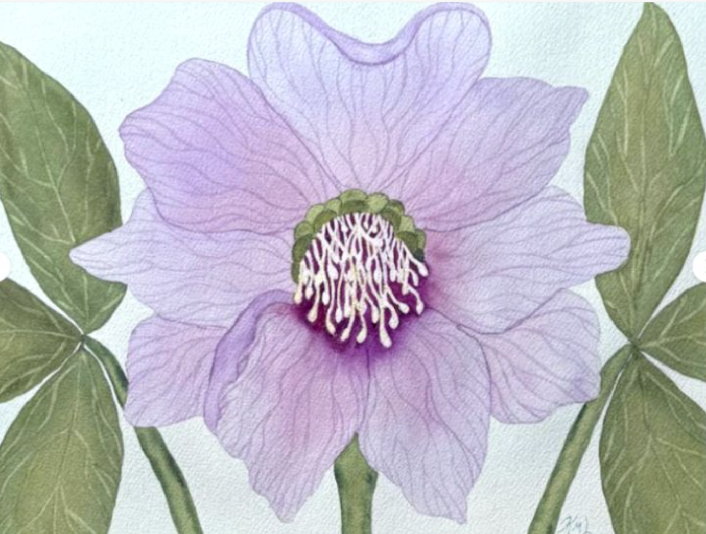Painting Watercolor Flower Hellebore Lavender Pink