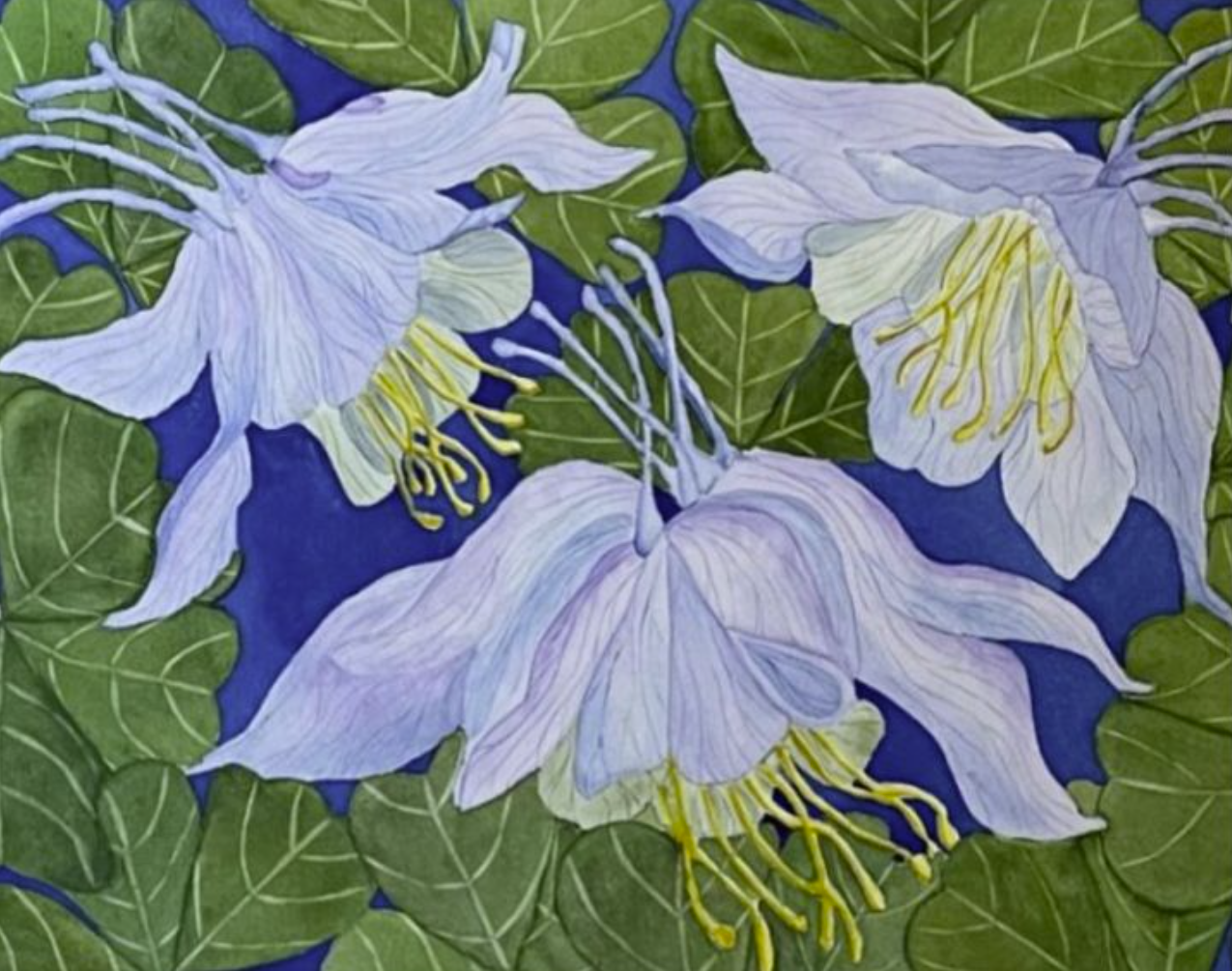 Painting Watercolor Flower Columbine Blue Lavender