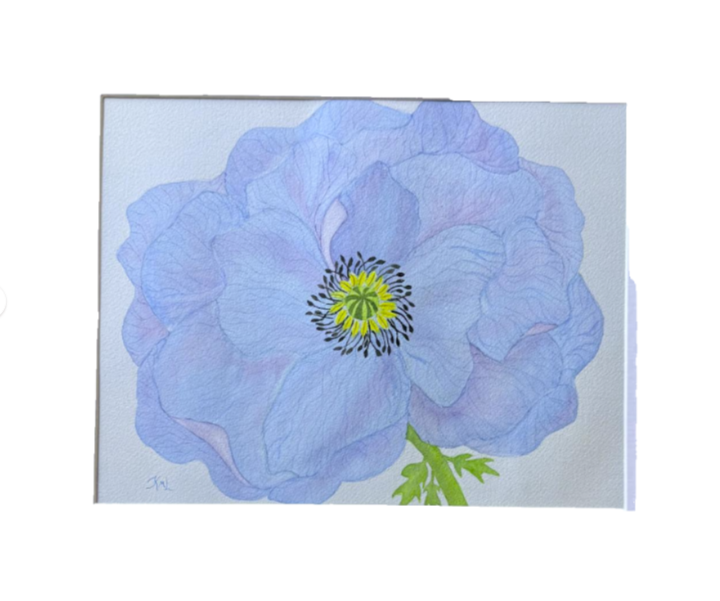 Painting Watercolor Flower Poppy Blue Purple