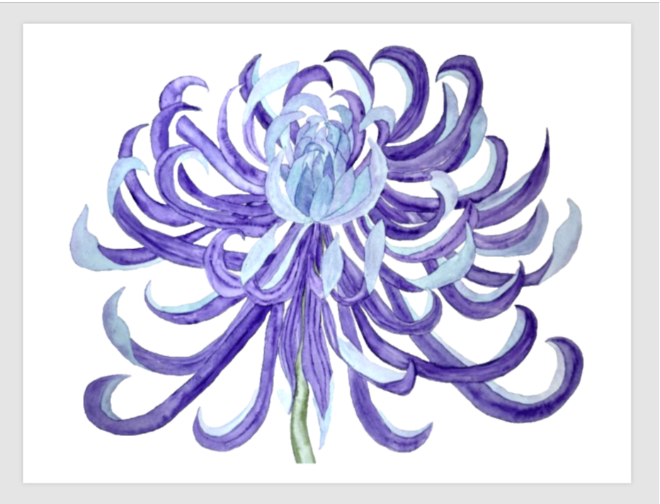 Painting Watercolor Flower Mum Purple Blue