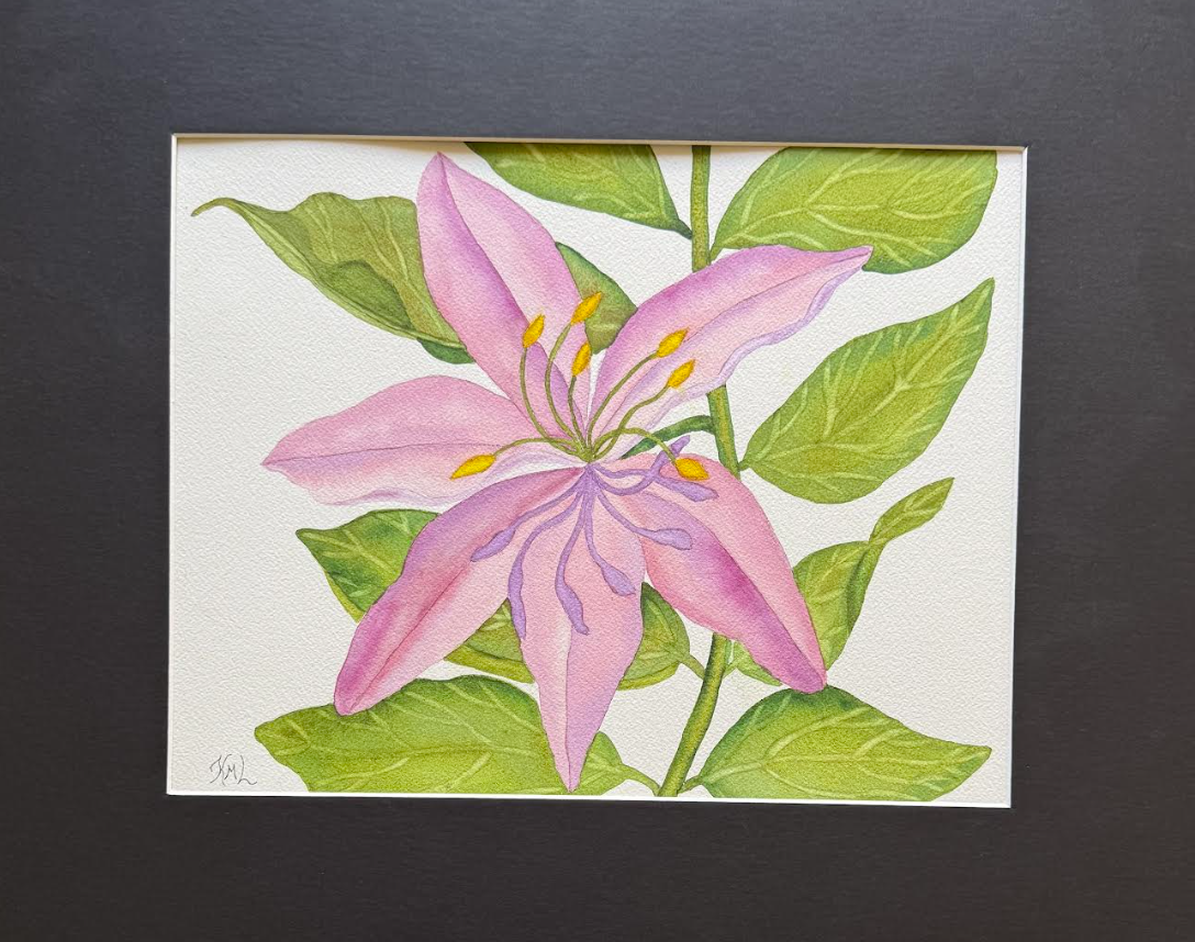 Painting Watercolor Flower Lily Pink Purple Floral