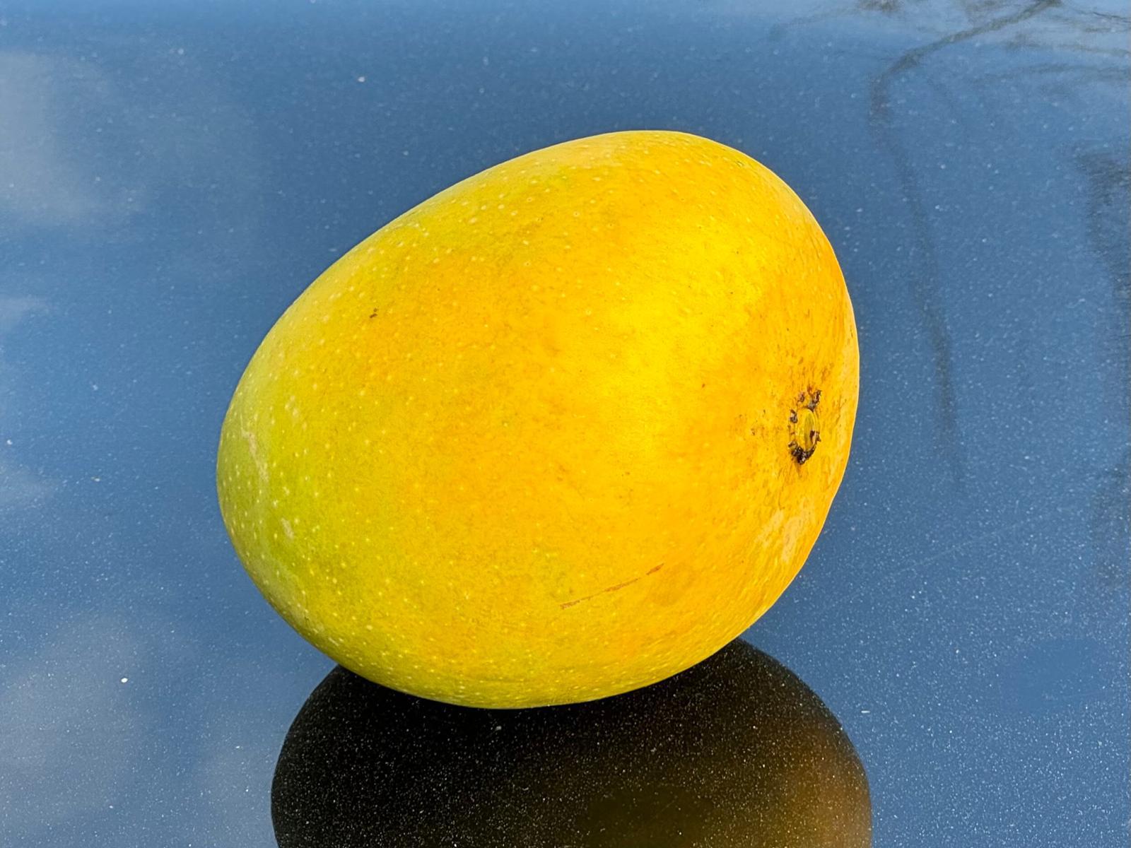 Alphonso Mangoes Box of 11/12: Pick Up Apr 19