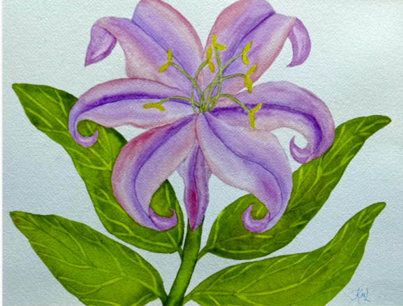 Painting Watercolor Flower Lily Lavender Pink