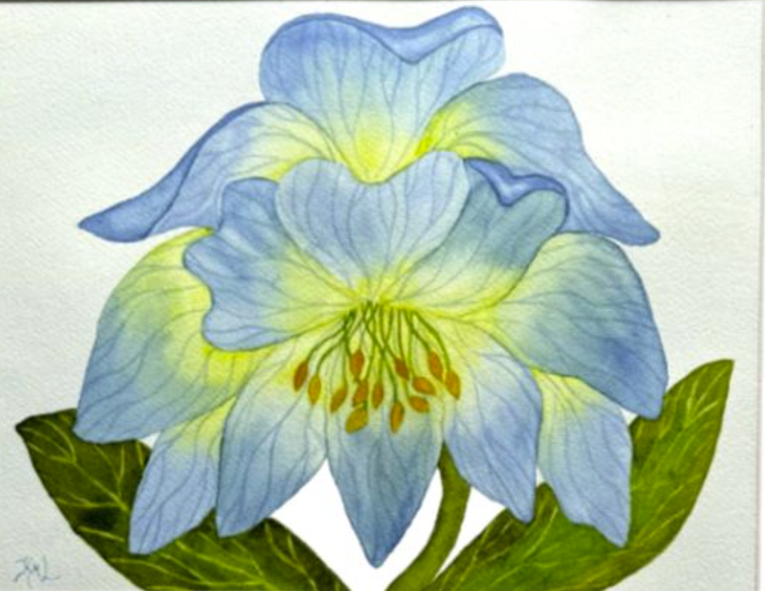 Painting Watercolor Flower Hellebore Blue Yellow