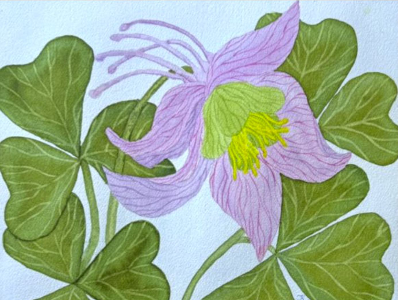 Painting Watercolor Flower Columbine Pink Purple