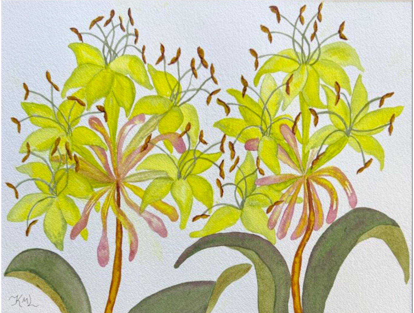 Painting Watercolor Flower Honeysuckle Yellow